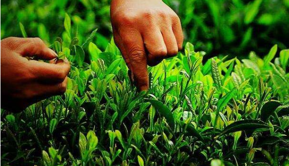 茶叶种植质量安全二维码可追溯系统 茶叶种植质量安全二维码可追溯系统解决方案