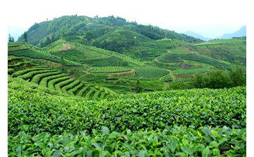 茶叶质量追溯管理系统可以实现哪些功能？具有哪些优点？