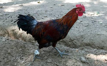 鸡脚环二维码茄子视频APP污片溯源系统的解决方案