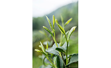 茶叶二维码茄子视频APP污片标签可以带来哪些优势价值已经特点？